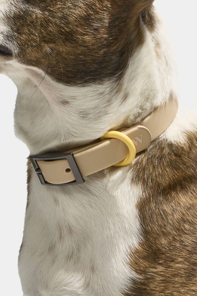 Wild One Dog Collar #2