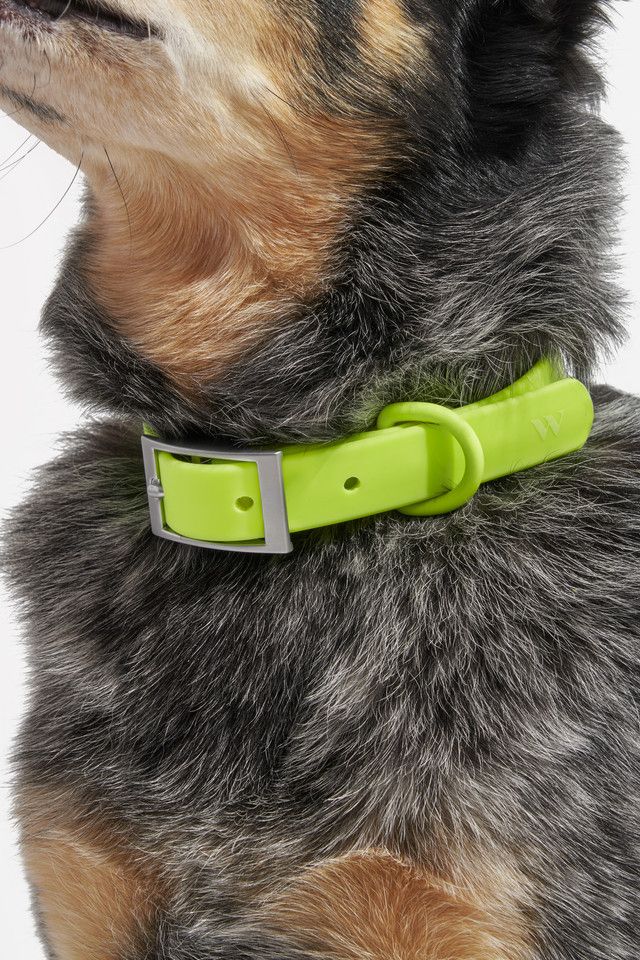 Wild One Dog Collar #2