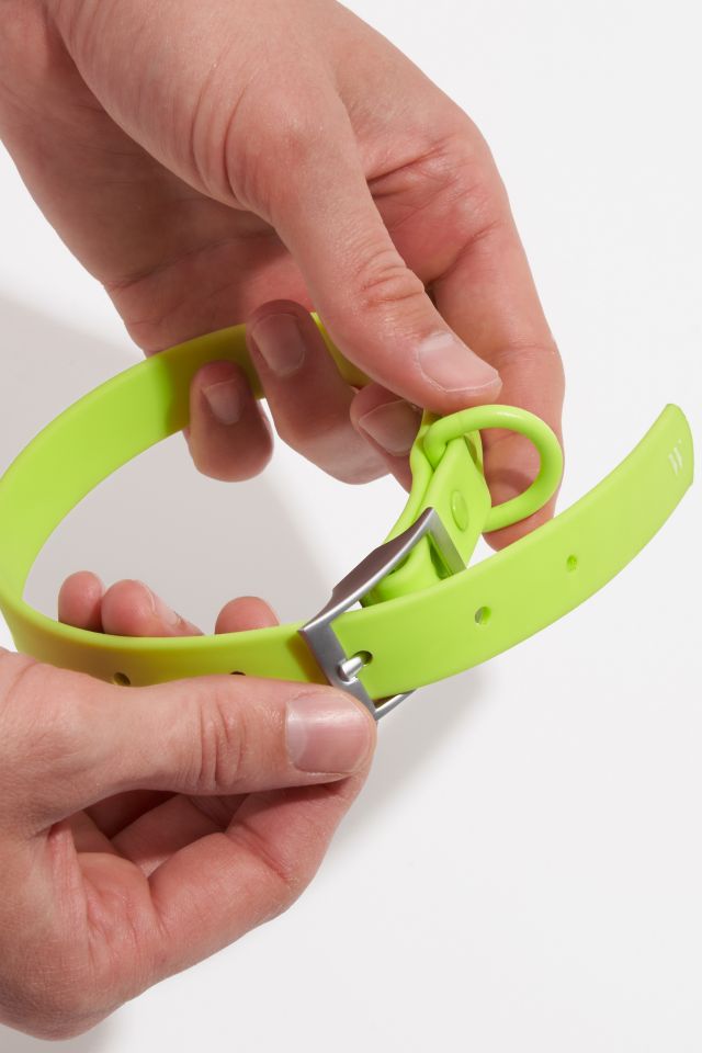 Wild One Dog Collar #3
