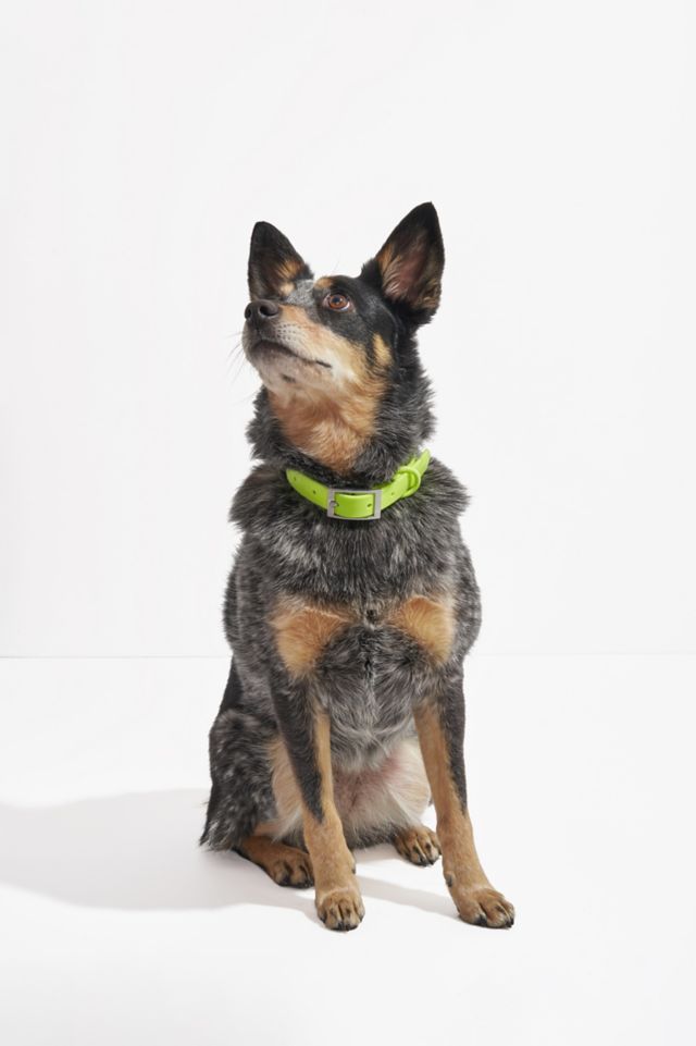 Wild One Dog Collar #4