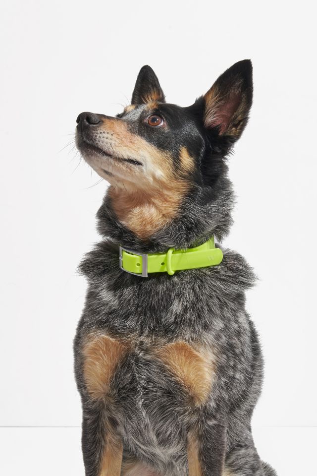 Wild One Dog Collar Urban Outfitters