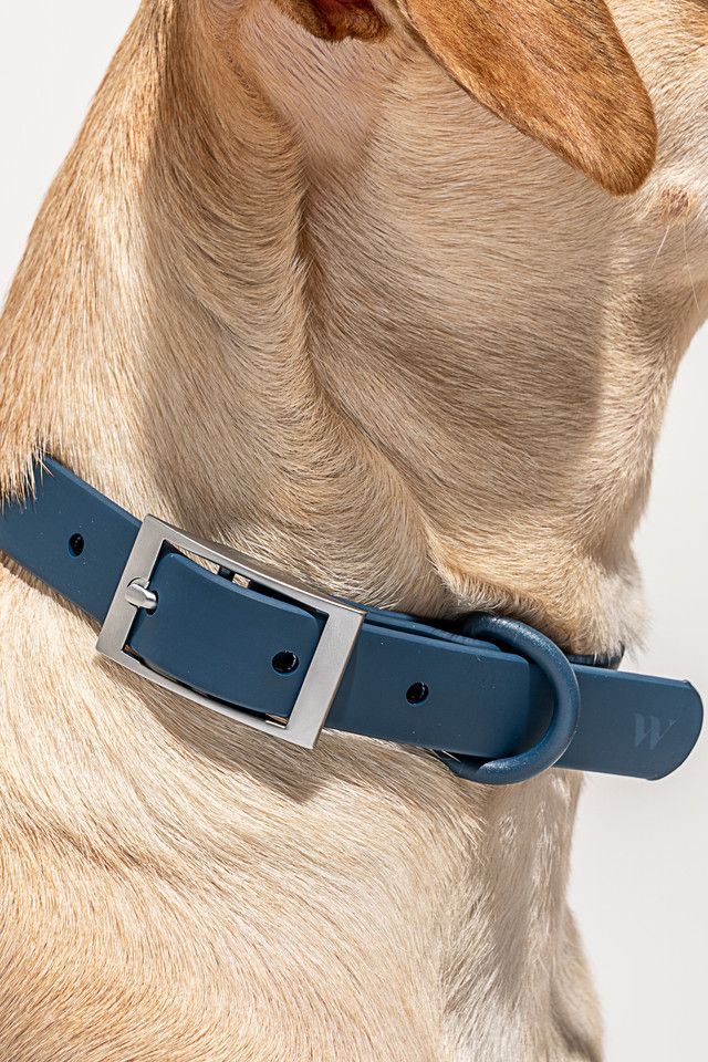 Wild One Dog Collar #2