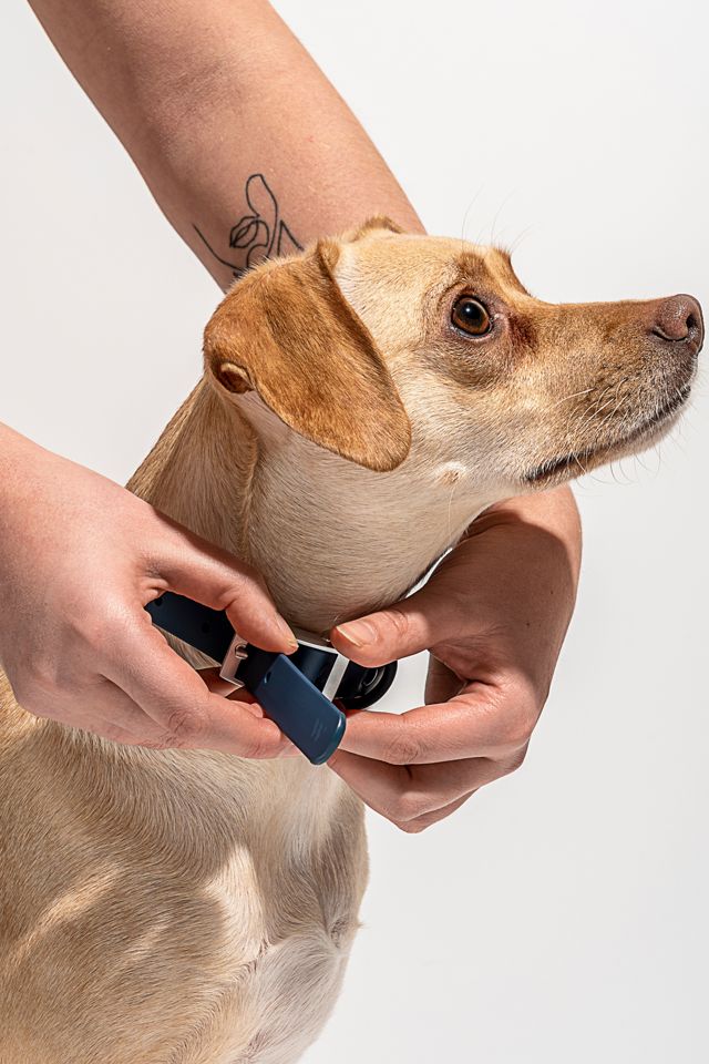 Wild One Dog Collar #3