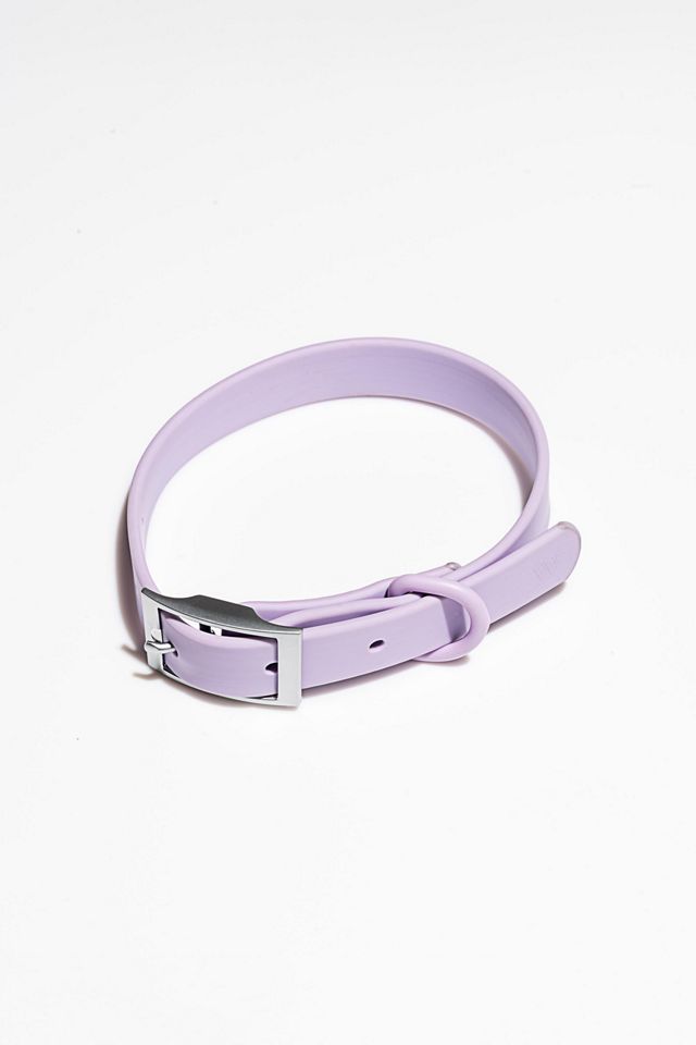 Wild One Dog Collar #1