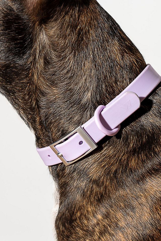 Wild One Dog Collar #2
