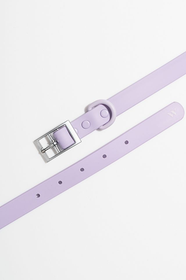 Wild One Dog Collar #4