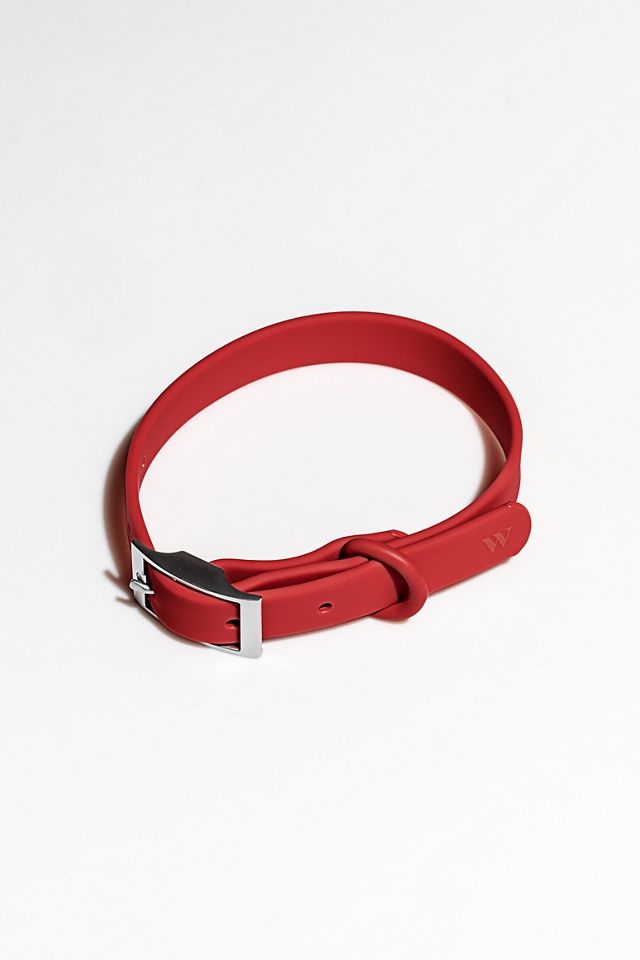 Wild One Dog Collar #1