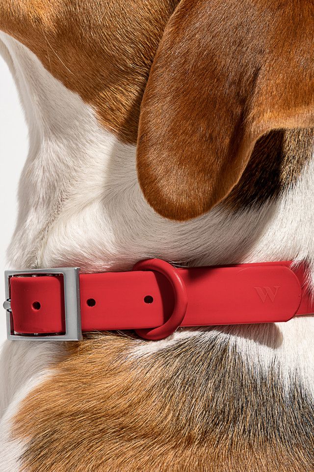Wild One Dog Collar #2