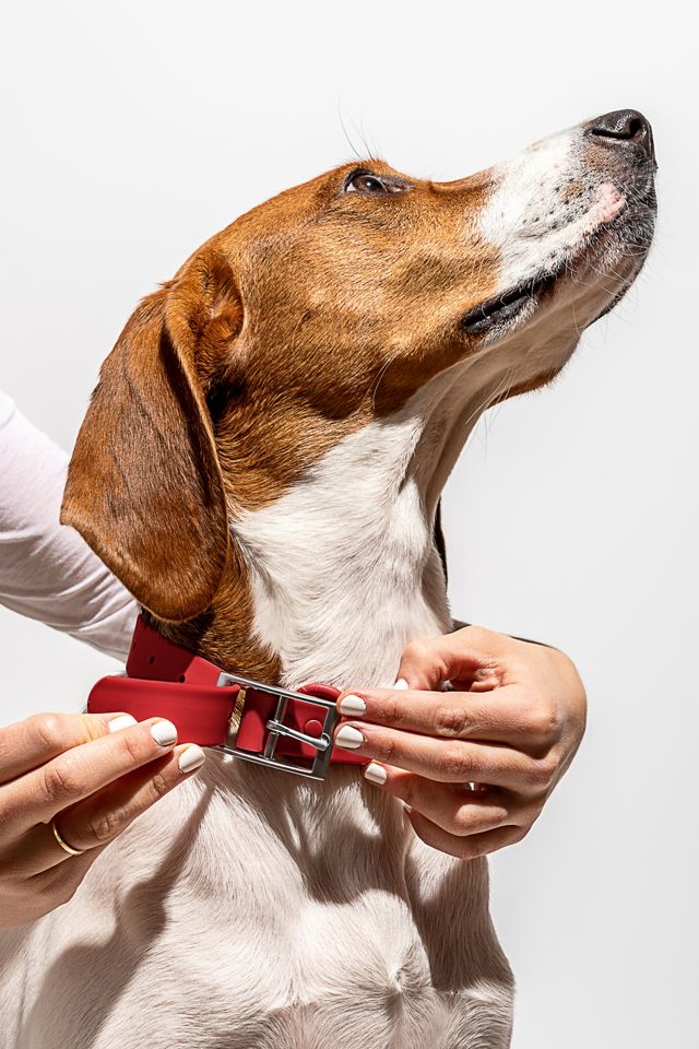 Wild One Dog Collar #3