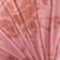 Pink Rose