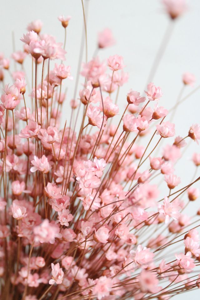 Roxanne’s Dried Flowers Pink Star Flower