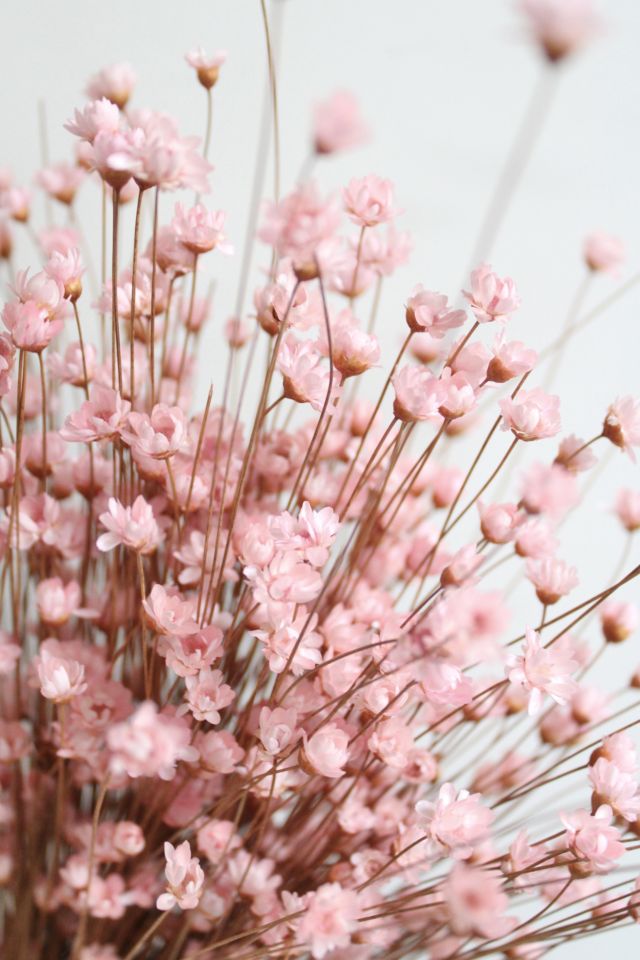 Roxanne’s Dried Flowers Pink Star Flower