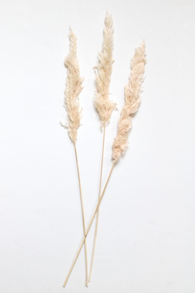 Roxanne’s Dried Flowers Pink Pampas Grass #2
