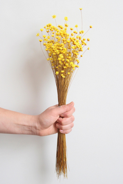 Roxanne’s Dried Flowers Yellow Star Flower