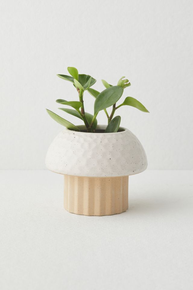 Cayla Mushroom Planter #2