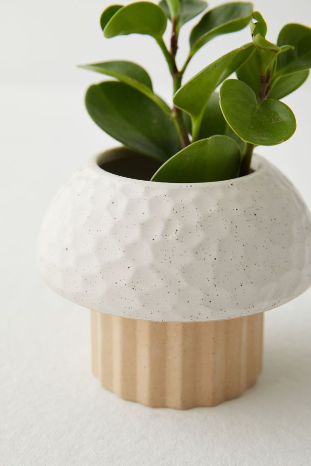 Cayla Mushroom Planter #3