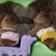 Hedgehog Twins