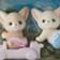 Fennec Fox Twins