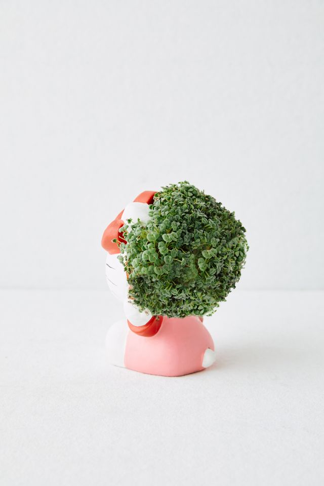 Sanrio Hello Kitty Chia Pet Decorative Planter #1