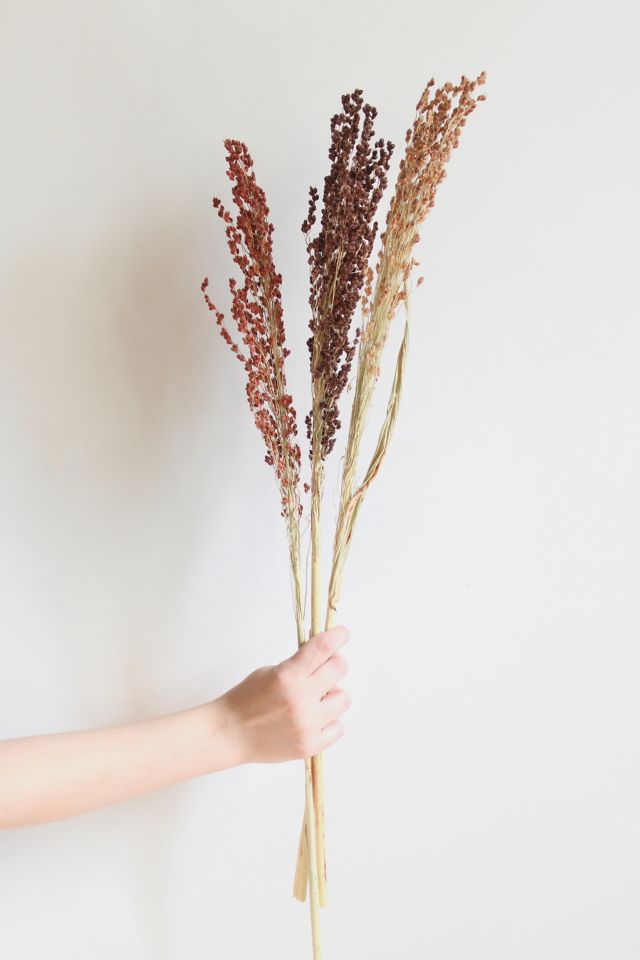 Roxanne’s Dried Flowers Broom Corn #1