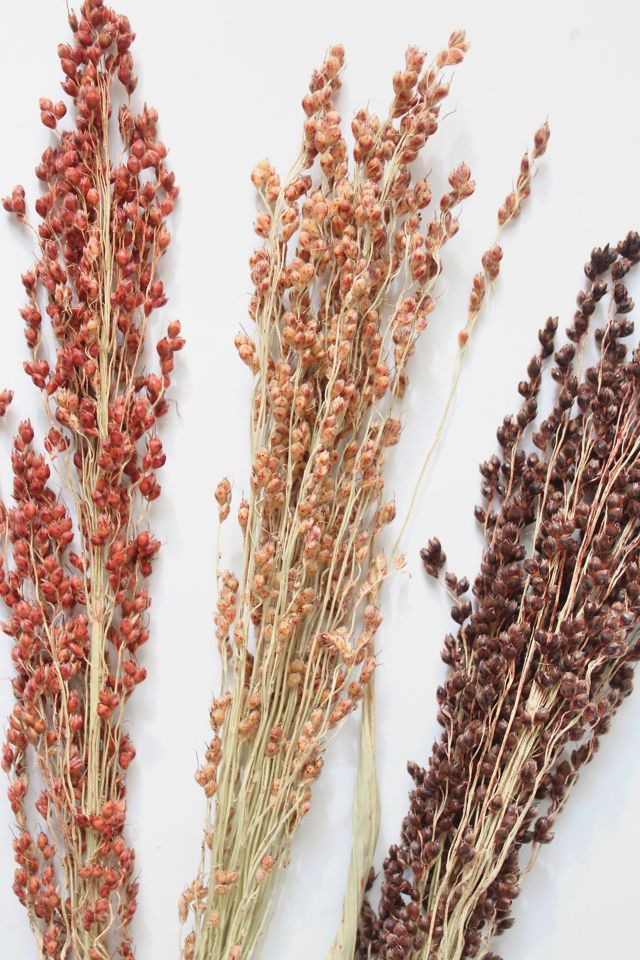 Roxanne’s Dried Flowers Broom Corn #2