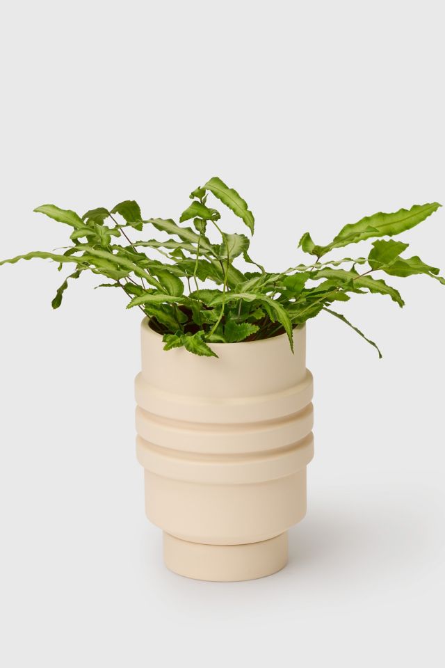 Areaware Strata Ceramic Plant Vessel #1