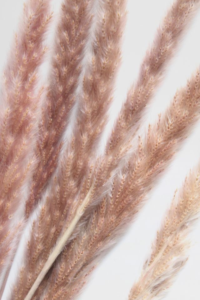 Roxanne’s Dried Flowers Pampas Grass #1