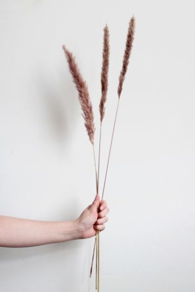 Roxanne’s Dried Flowers Pampas Grass