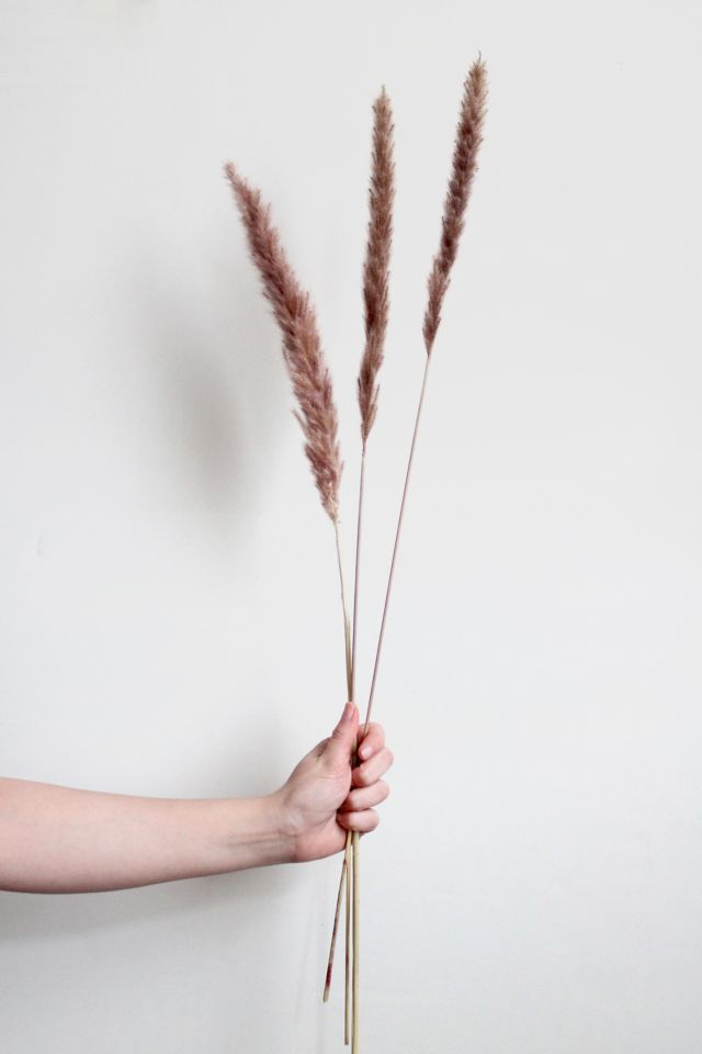 Roxanne’s Dried Flowers Pampas Grass #2