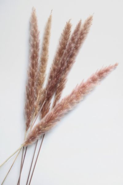 Roxanne’s Dried Flowers Pampas Grass