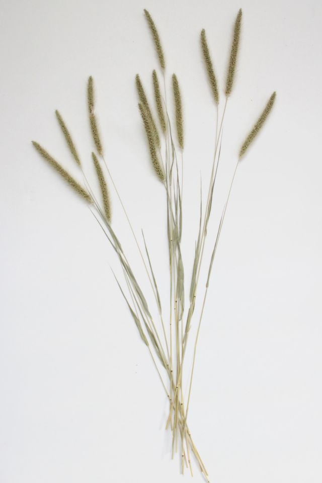 Roxanne’s Dried Flowers Setaria #1