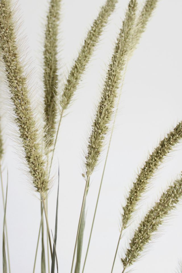 Roxanne’s Dried Flowers Setaria #2