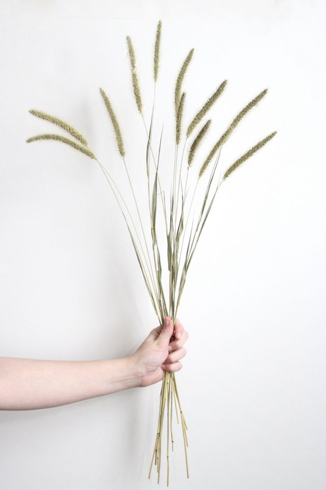 Roxanne’s Dried Flowers Setaria #3