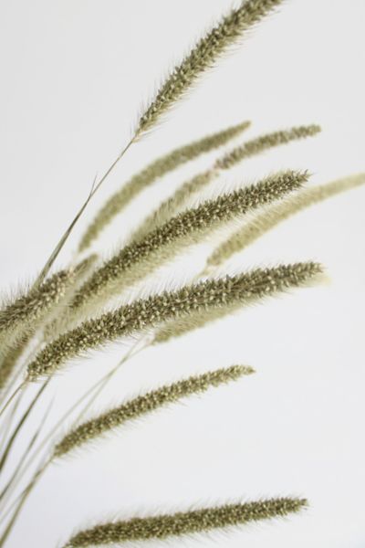 Roxanne’s Dried Flowers Setaria