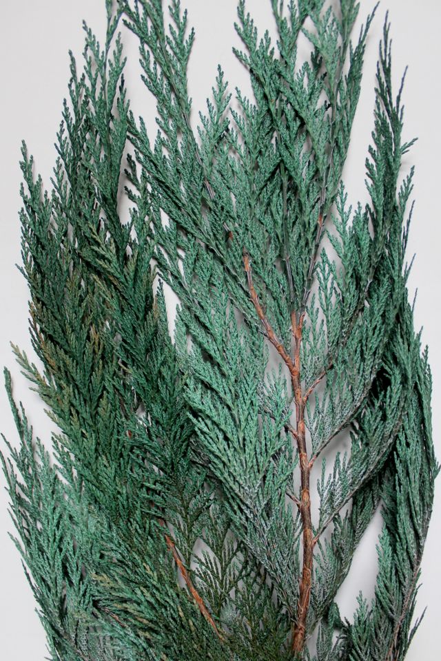 Roxanne’s Dried Flowers Cedar #2