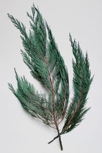 Roxanne’s Dried Flowers Cedar