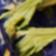 Butterfly Pea