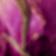 Rosebuds