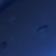Narwhal