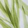 Teatree Trouble