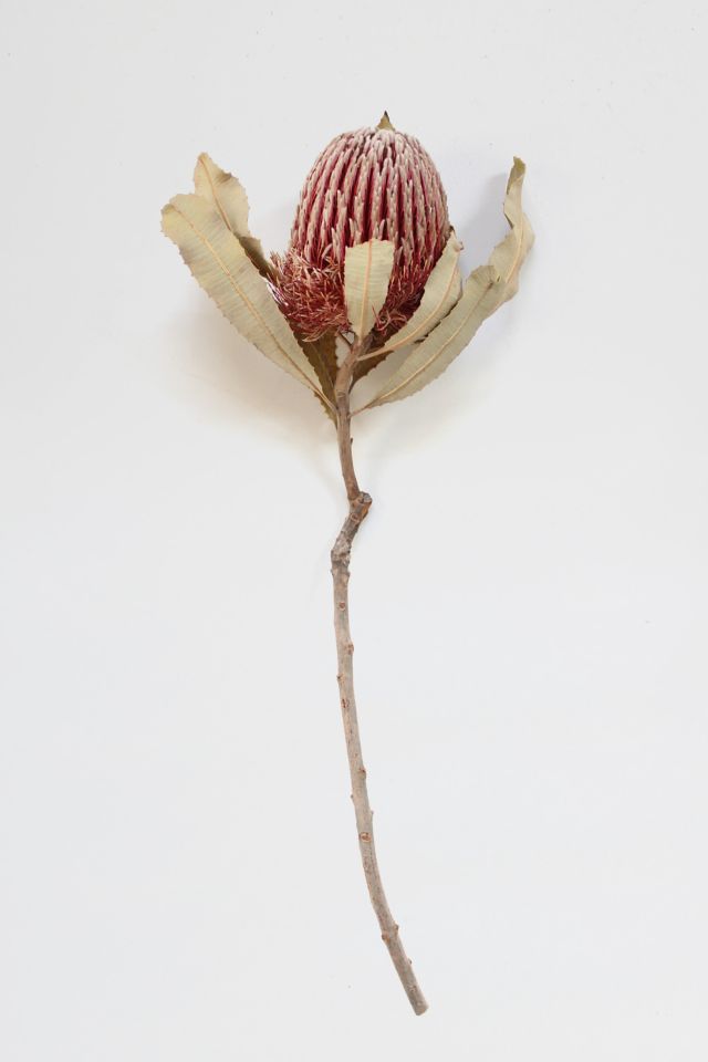 Roxanne’s Dried Flowers Banksia Menziesii #1