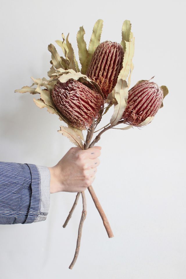 Roxanne’s Dried Flowers Banksia Menziesii #2