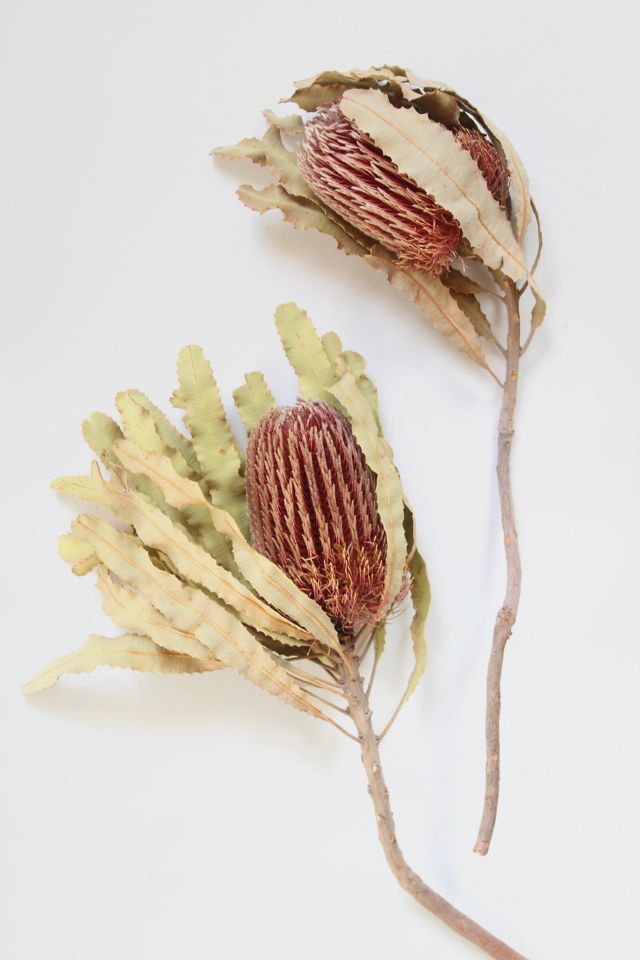 Roxanne’s Dried Flowers Banksia Menziesii #3