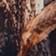 Photo Forest