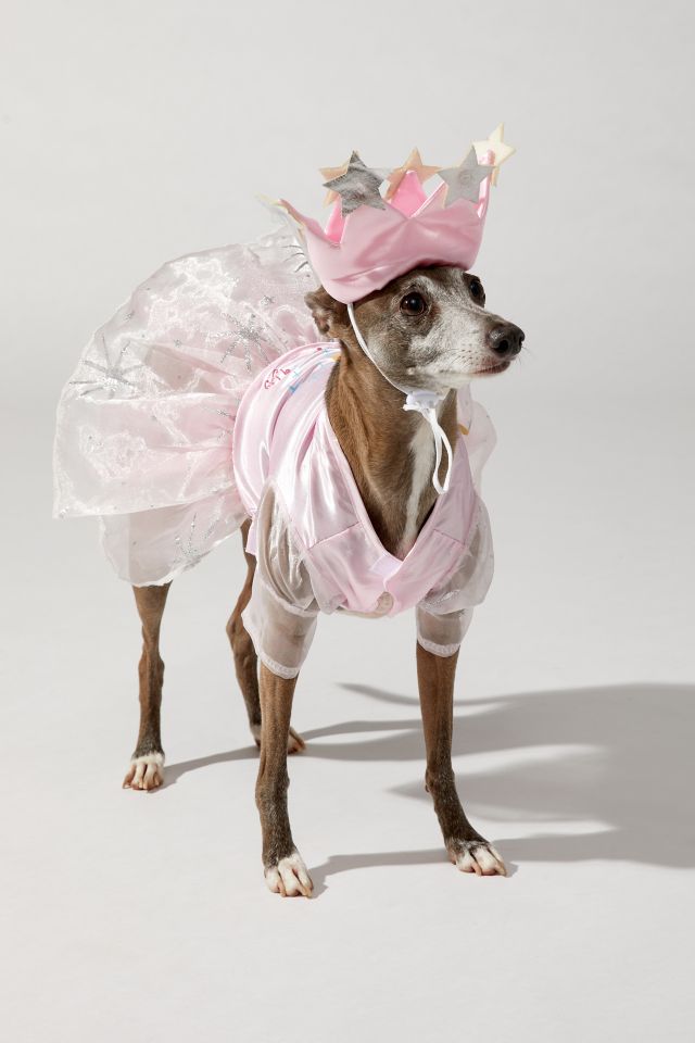 Wizard Of Oz Glinda The Good Witch Pet Costume #2