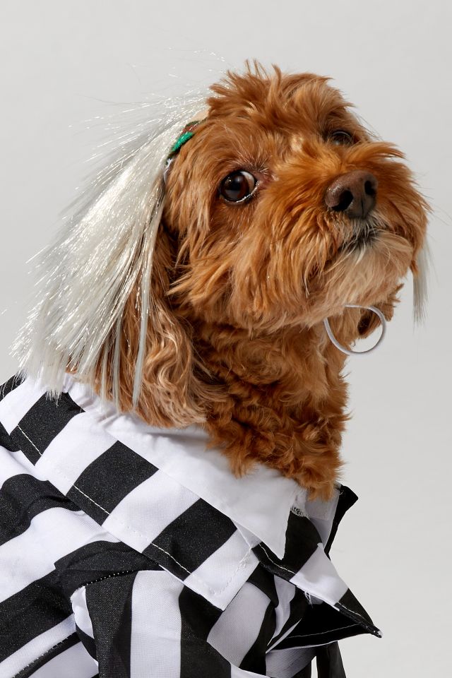 Beetlejuice Pet Costume #2