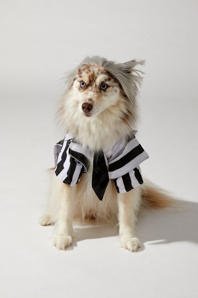 Beetlejuice Pet Costume #4