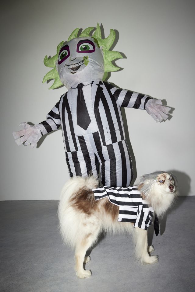 Beetlejuice Pet Costume #5