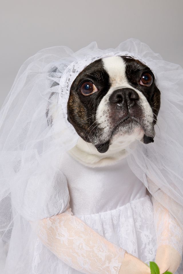 Bride Pet Costume #1