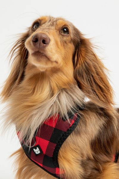 Silver Paw Dog Jean Jacket